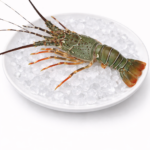 กุ้งมังกร