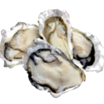 หอยนางรมเกาหลีครึ่งฝา