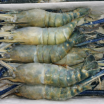 กุ้งแม่น้ำ